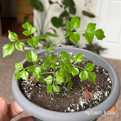 Radermachera Sinica 'China Doll' Plant Seeds