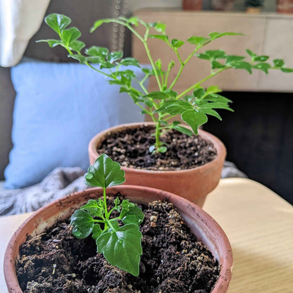 Radermachera Sinica 'China Doll' Plant Seeds
