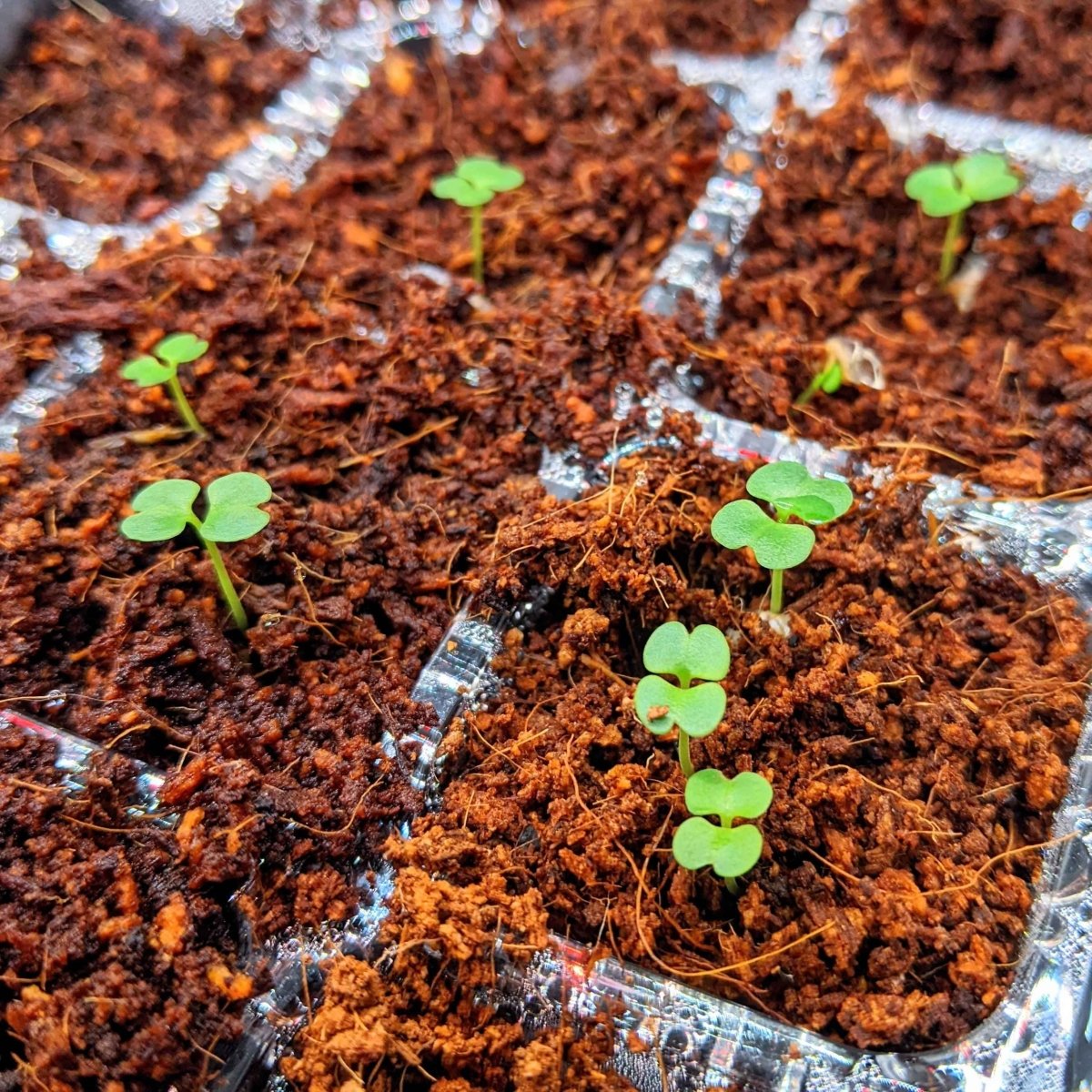 Radermachera Sinica 'China Doll' Plant Seeds