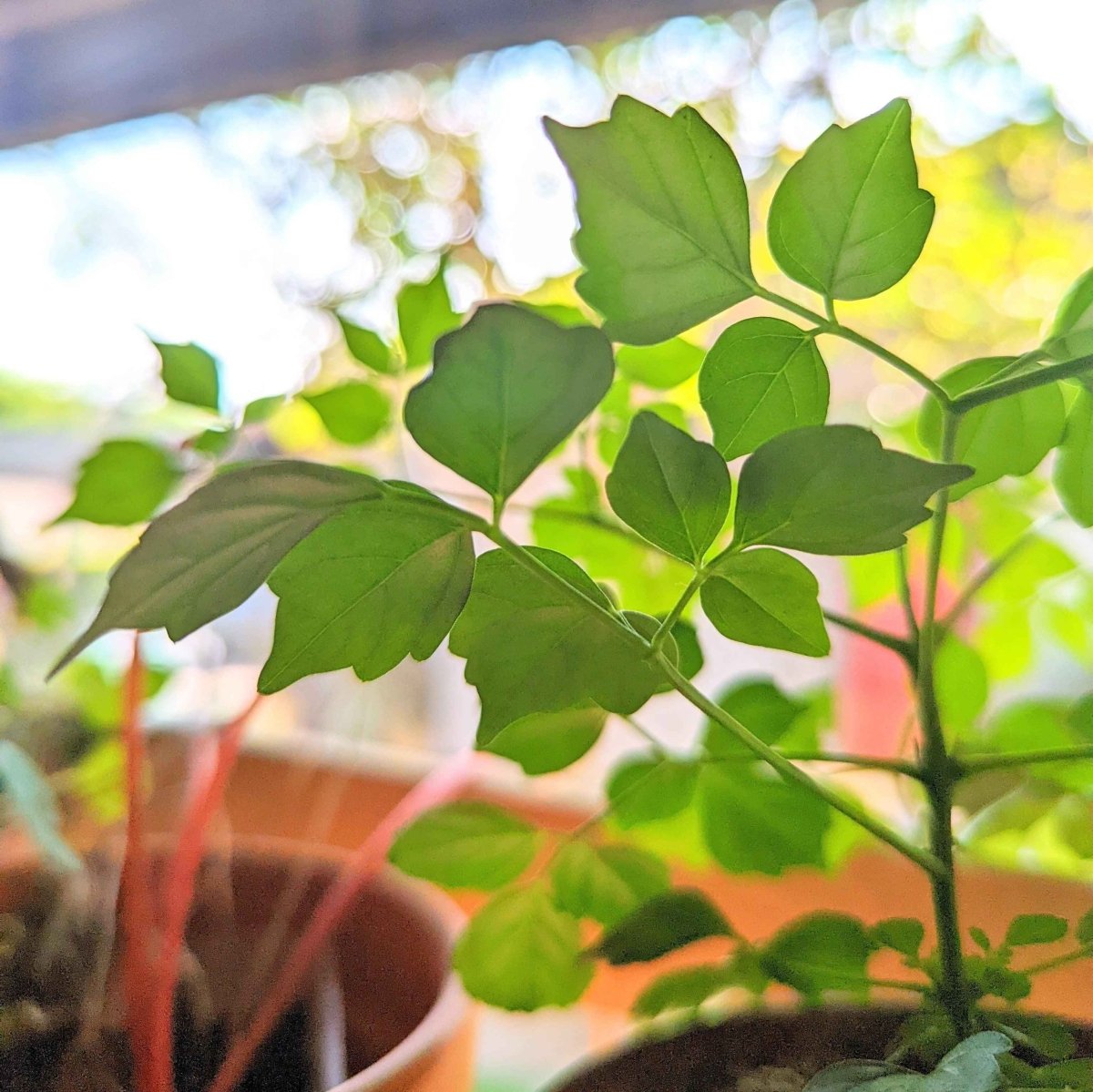 Radermachera Sinica 'China Doll' Plant Seeds