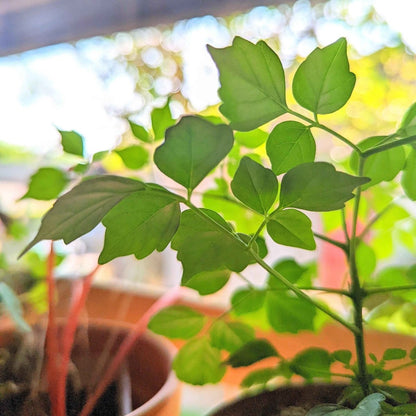 Radermachera Sinica 'China Doll' Plant Seeds