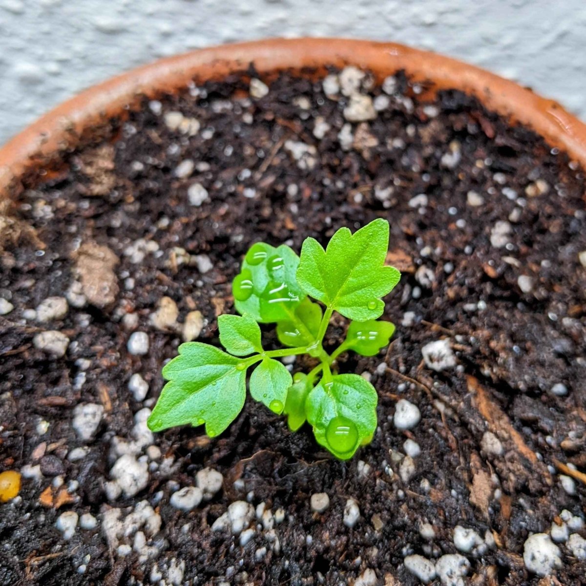 Radermachera Sinica 'China Doll' Plant Seeds