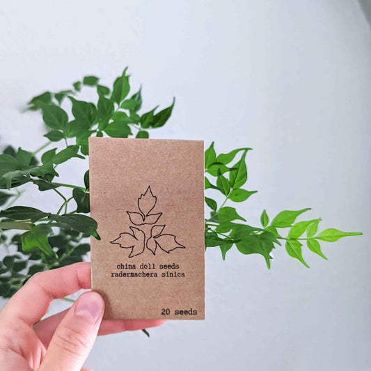 Radermachera Sinica 'China Doll' Plant Seeds