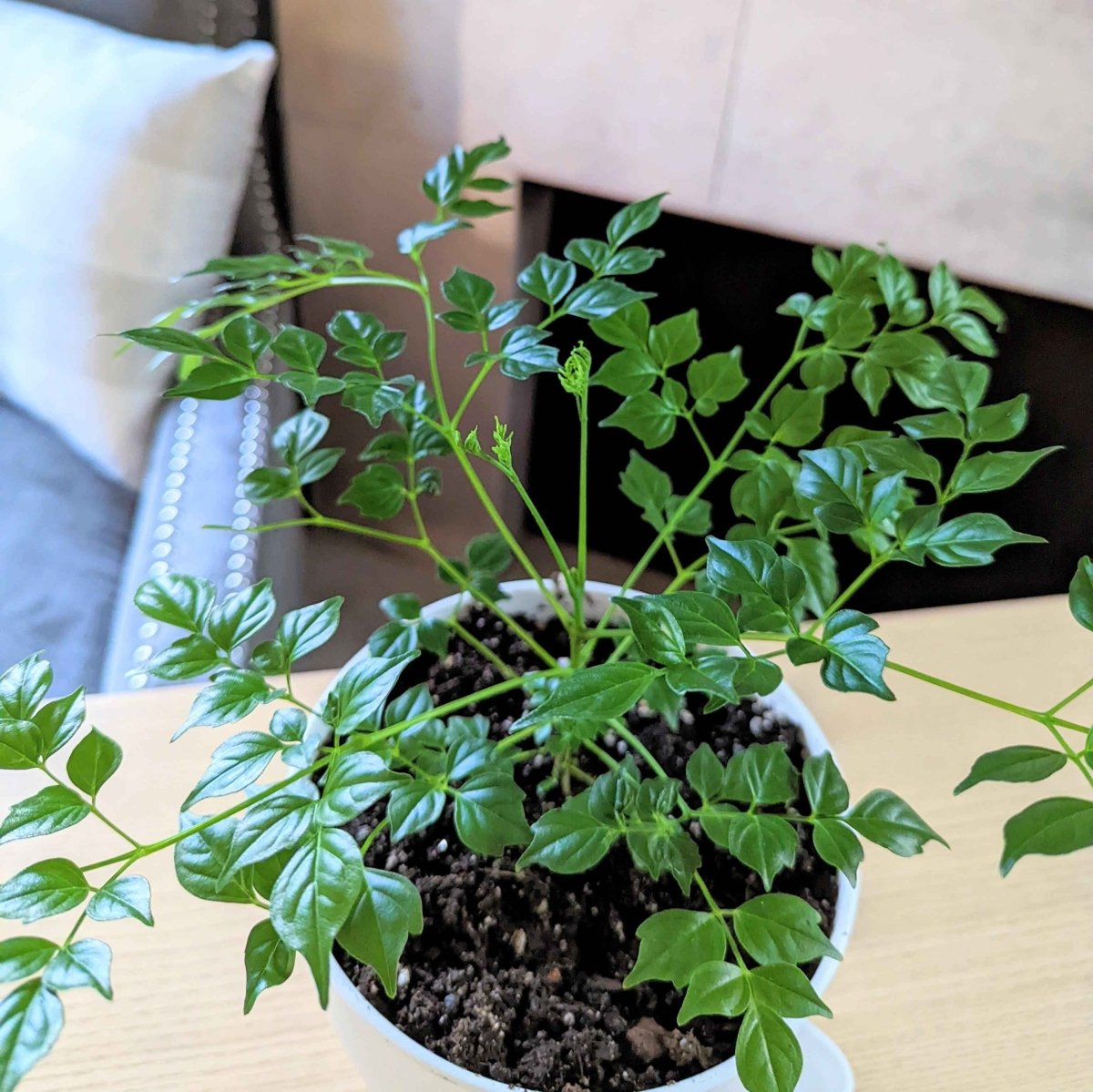 Radermachera Sinica 'China Doll' Plant Seeds