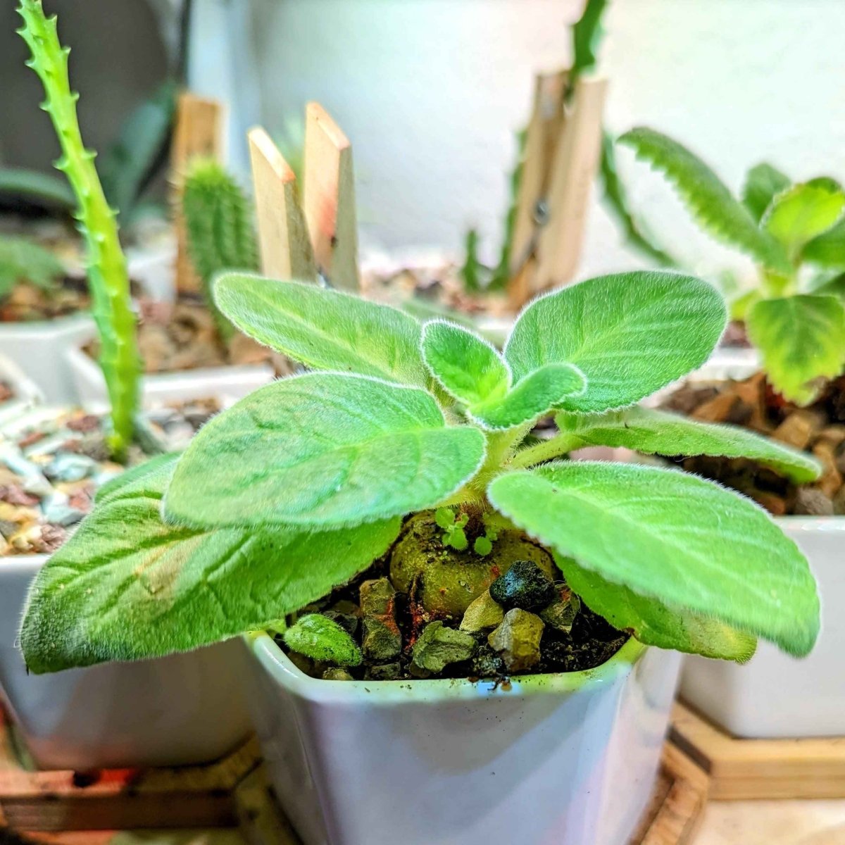 Sinningia Mix "Gloxinia" Seeds