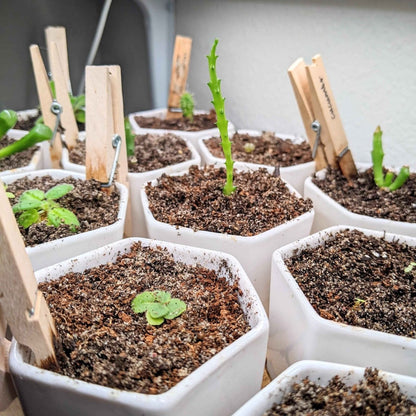 Sinningia Mix "Gloxinia" Seeds
