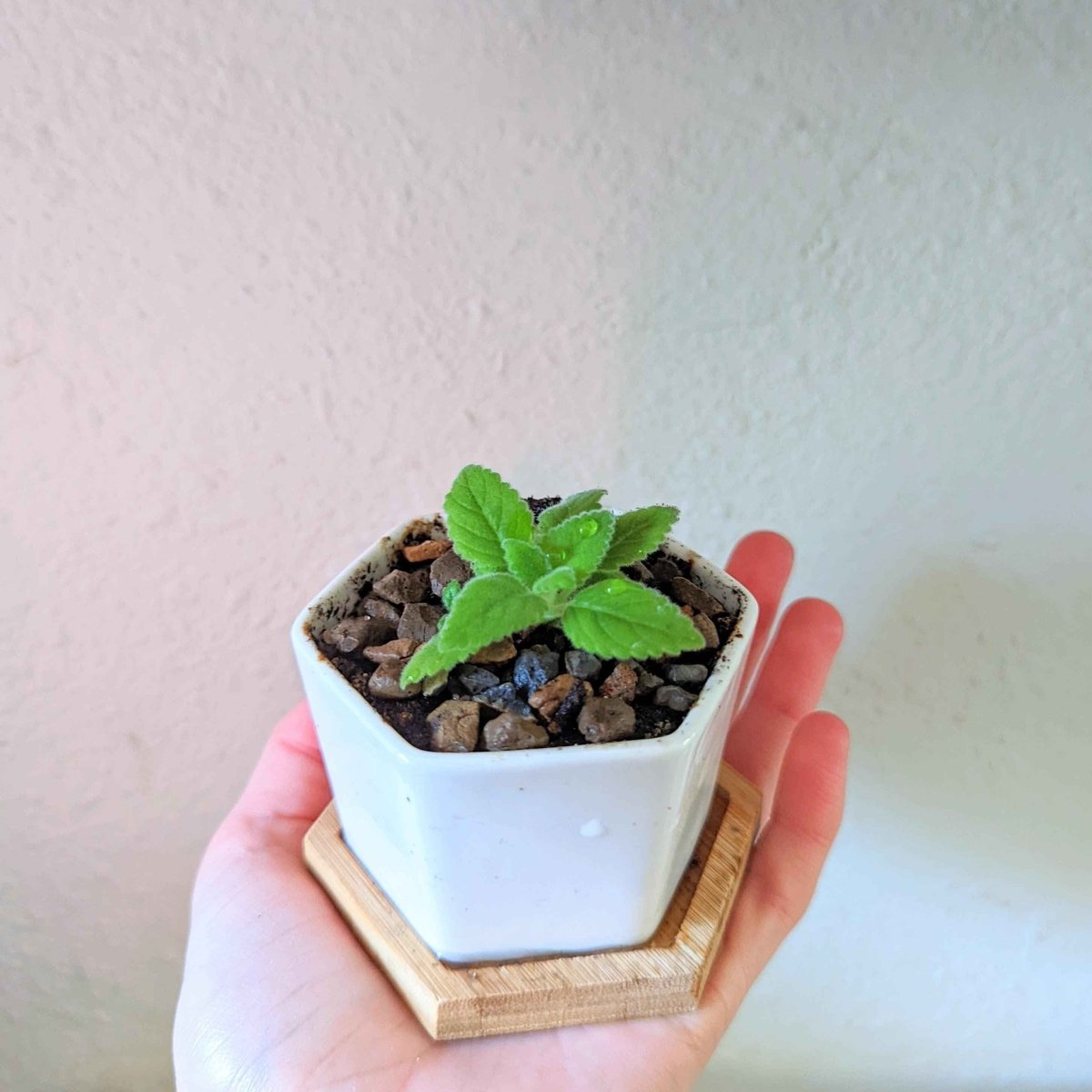 Sinningia Mix "Gloxinia" Seeds