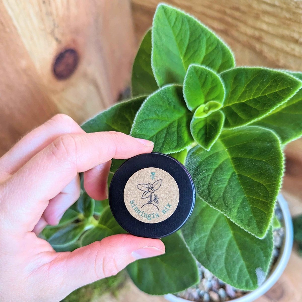 Sinningia Mix "Gloxinia" Seeds