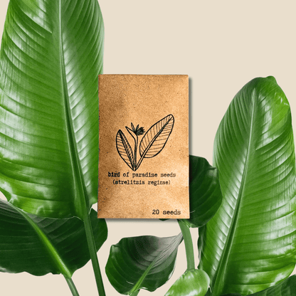 Strelitzia 'Bird of Paradise' Seeds