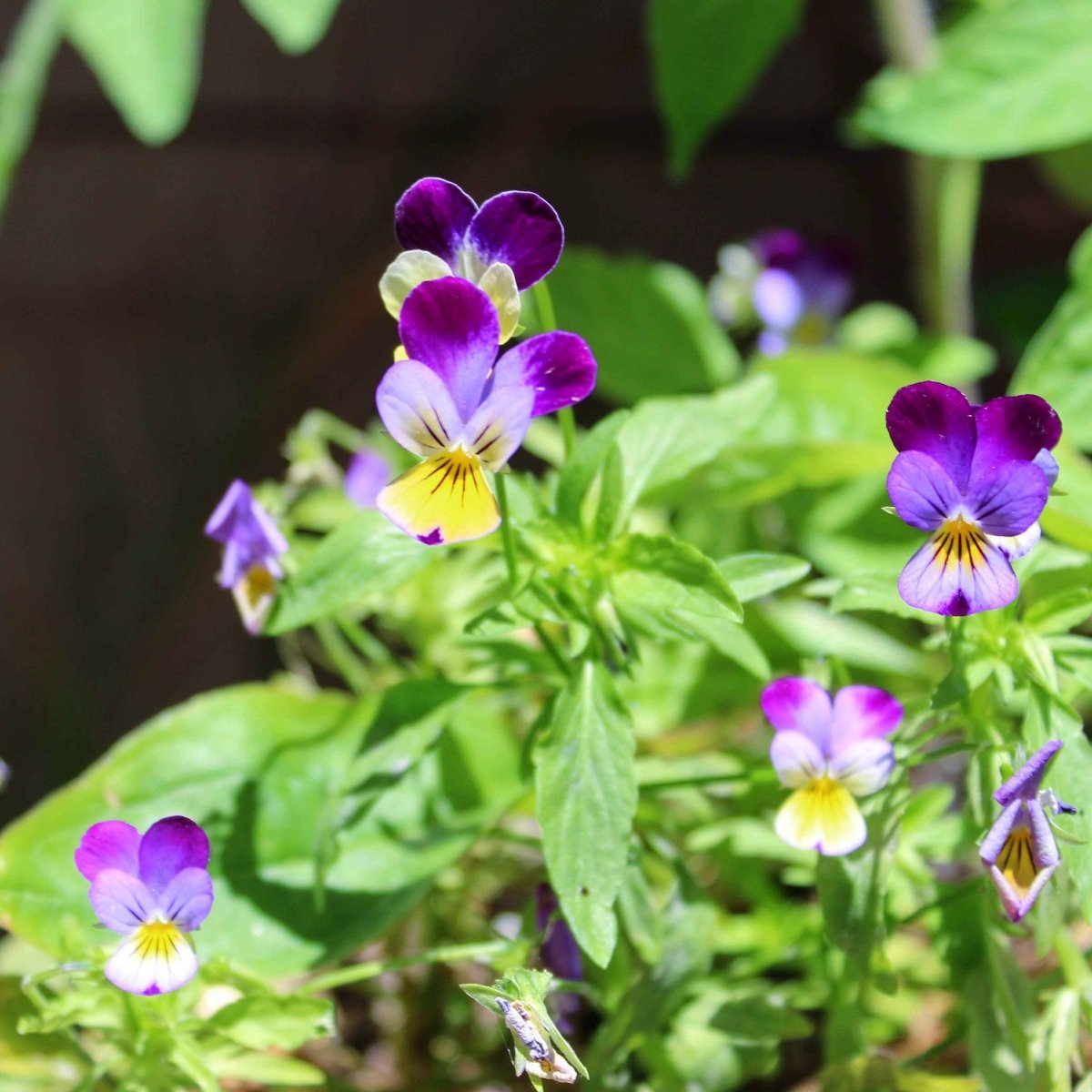 Viola Johnny Jump-Up Seeds