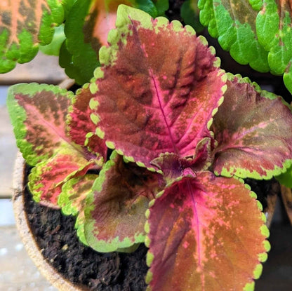 Wizard Coleus Mix Seeds