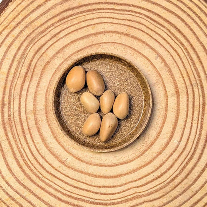 Zamia Furfuracea 'Cardboard Palm' Seeds